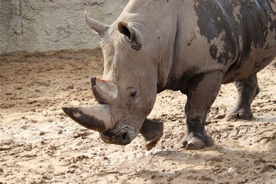 Rhinoceres standing on sand