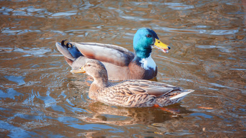 Mallard duck in lake