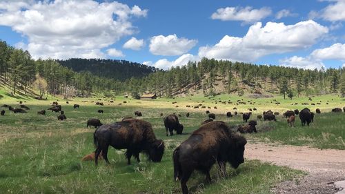Scenic view of herd of bison grazing 