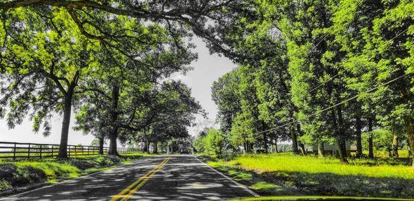 Road amidst trees