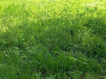 plant