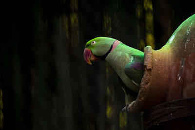 Close-up of a bird 