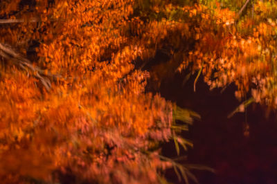 Close-up of plants growing on field during sunset