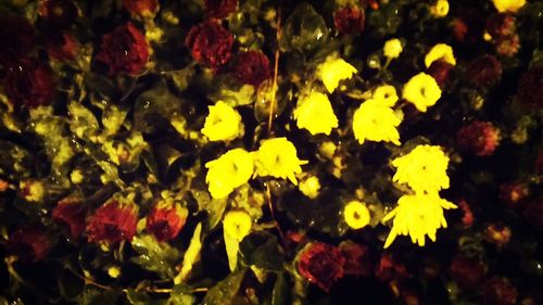 Close-up of yellow flowers