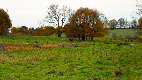 Bare trees on field against sky