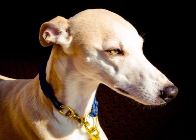 Close-up of dog looking away