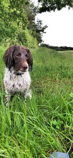 Dog standing on grass in field