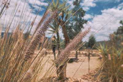 Close-up of crop growing on field