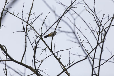 Low angle view of bird perching on bare tree