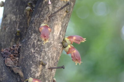 Close-up of insect on tree trunk