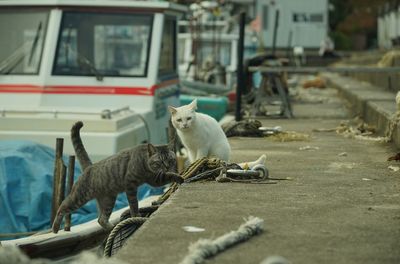 A cat exploring a fishing port of okishima island