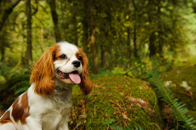 Close-up of cavalier king charles spaniel by trees in forest