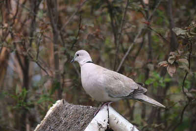 Bird perching on a tree