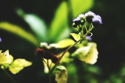 Close-up of purple flowering plant