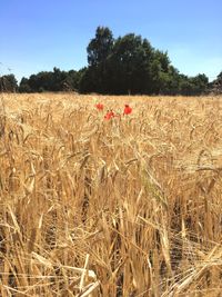 Wheat field against sky