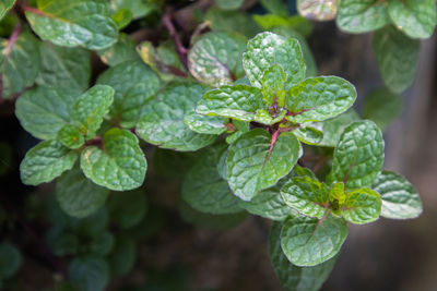 Close-up of wet plant leaves