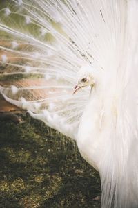 Close-up of a bird