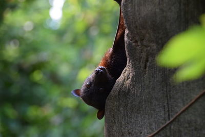 Close-up of an animal on tree trunk