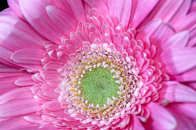 Close-up of pink daisy flower