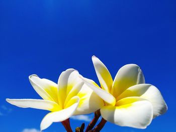 Close-up of blue flower against clear sky