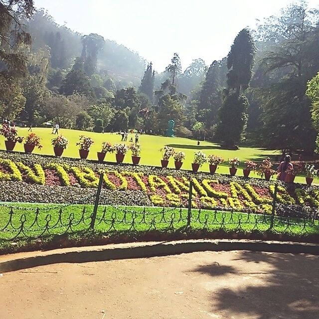 VIEW OF TREES ON MOUNTAIN