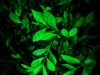 High angle view of raindrops on plants