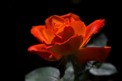 Close-up of flower blooming against black background