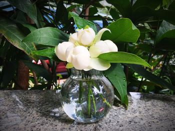 Close-up of white flowering plant