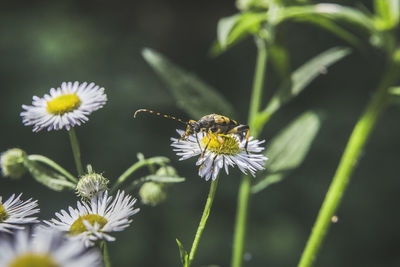 Close-up of butterfly pollinating on flower