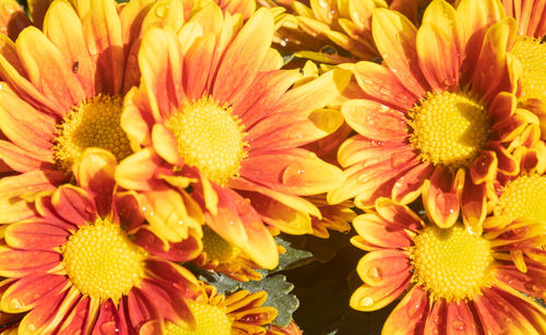 Close-up of yellow daisy flowers