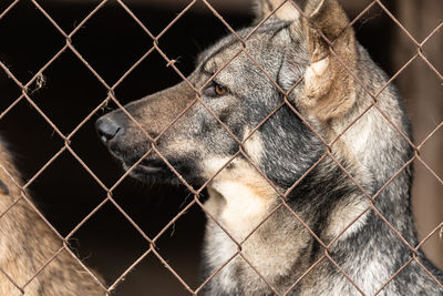 Close-up of chainlink fence in cage