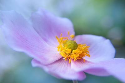 Close-up of yellow flowering plant