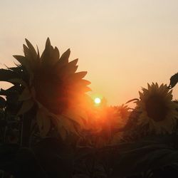 Plants growing in sunlight at sunset