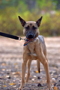 Portrait of dog standing on field