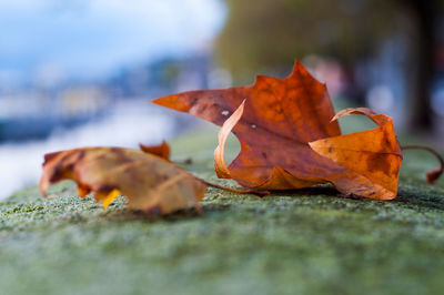 Close-up of fallen maple leaf
