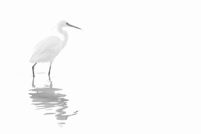 Bird perching on a lake