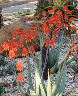 Close-up of red flowers