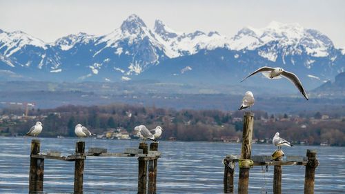 Seagull on wooden post by lake against mountains during winter