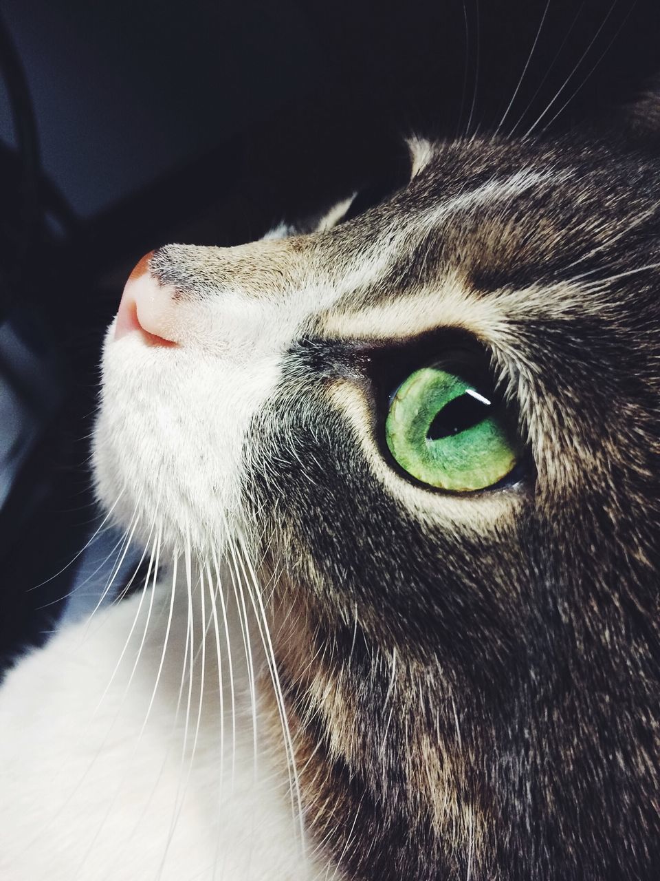 animal themes, one animal, mammal, animal head, domestic animals, animal body part, close-up, pets, animal eye, whisker, snout, portrait, part of, looking at camera, focus on foreground, animal nose, animal hair, zoology, vertebrate