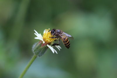 Close-up of bee pollinating on flower