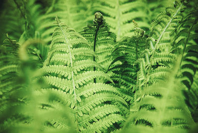 ferns and horsetails