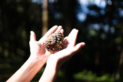 Beautiful collected pine cones in hands in a pine forest