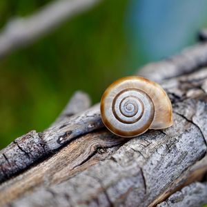 Small snail on the trunk in the nature, animal shell