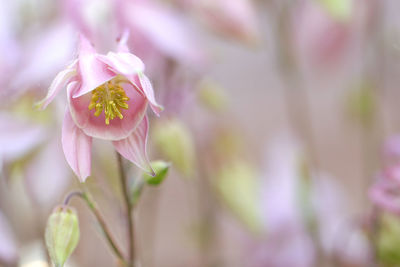 Close-up of pink flowering plant