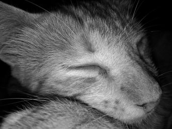 Close-up of cat sleeping