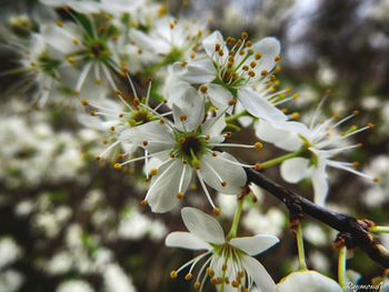 Close-up of white flowers