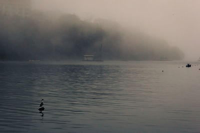 Fog above water with a bird