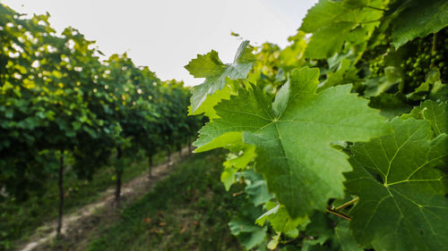 Close-up of fresh green leaves in vineyard