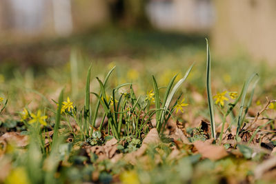 Close-up of yellow flowering plants on field