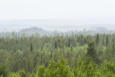 Scenic view of forest against sky